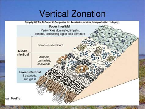define vertical zonation