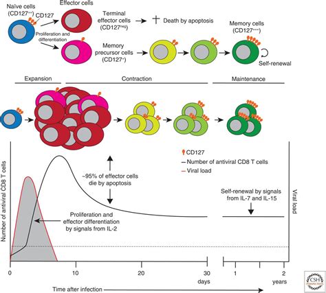 defining memory cd8 t cell