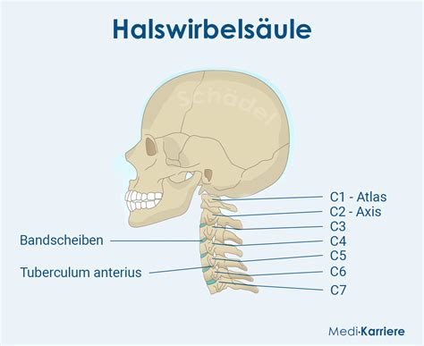 definition 5. halswirbels