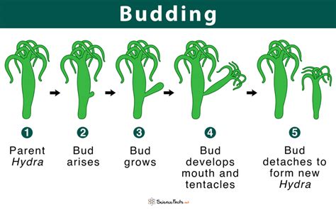 Definition And Example Of Budding Explained