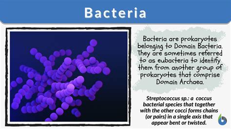 What Is Bacteria? Definition And Real World Examples