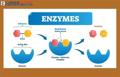 Definition And Function Of Enzymes