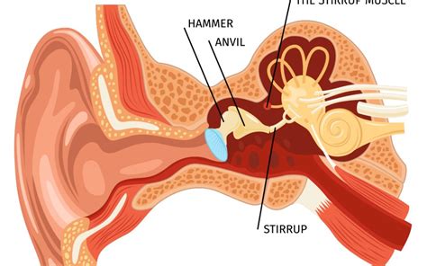 Definition Hammer Of Ear