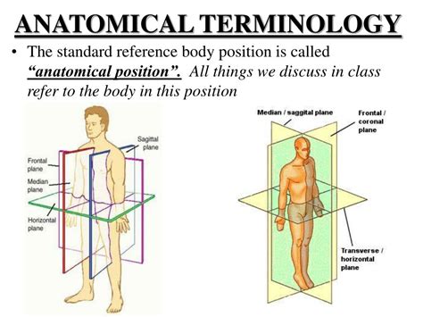 definition medical terminology anatomy