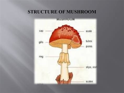 Definition Mushroom Synonym