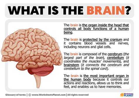 Definition Of A Brain Bucket