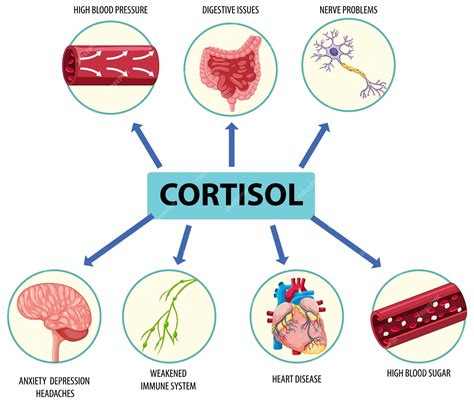 Understanding Cortisol: What Is the Definition of Cortisol and How Does it Impact Your Health?