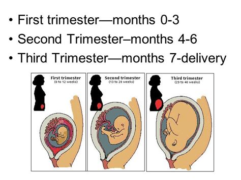 definition of first second and third trimester