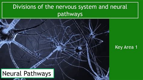 definition of neural pathways