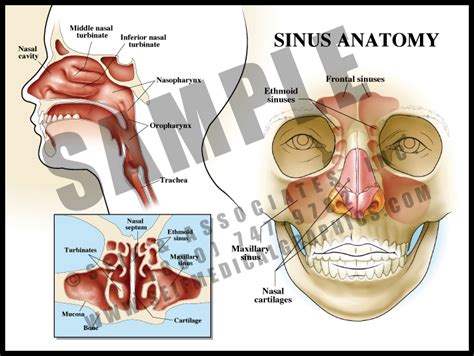 definition of sinus in anatomy
