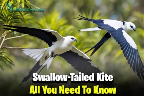 Definition Of Swallow Tailed