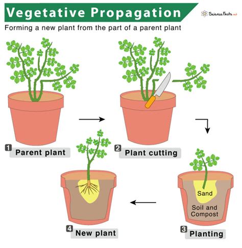 Definition Of Vegetative Propagation For Class 10