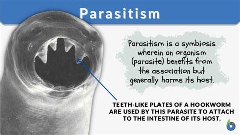 definition parasite