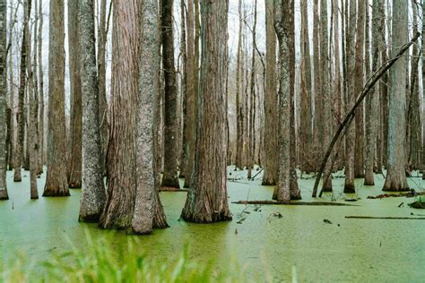 Definition Swamp With