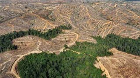 Deforestasi