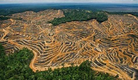 Deforestation Amazonie Huile De Palme La En S Accelere Encore Et Encore Foret nne Feu Foret