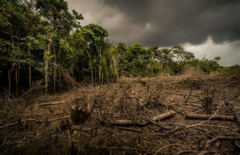 deforestation and biodiversity