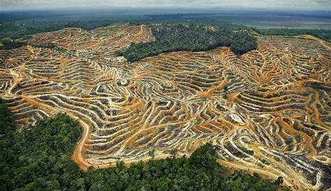 301 Moved Permanently Huile De Palme Deforestation Deforestation Amazonie