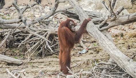 Orangs Outans Ils Sont Au Bord De L Extinction Tout Ca Pour L Huile De Palme Huile De Palme Images Cachees Deforestation