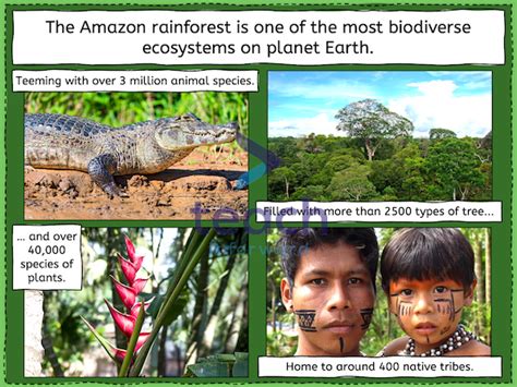 Deforestation Amazon Rainforest Ks2