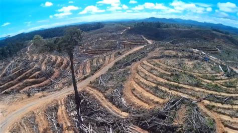 deforestation for palm oil