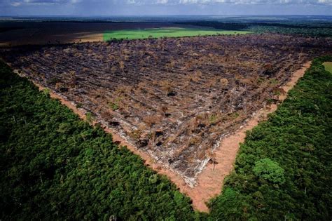 deforestation in the amazon rainforest