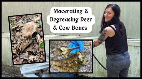 Degreasing Deer Bones