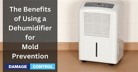 Dehumidifiers for Mold Prevention: Essential Tips for a Healthy Home