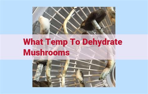 dehydrate mushrooms temp