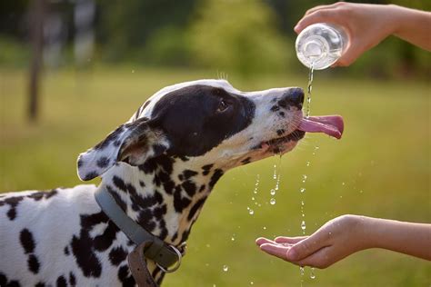 Dehydrated dog drinking water