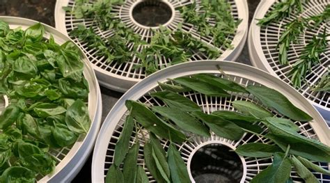 Dehydrating Herbs