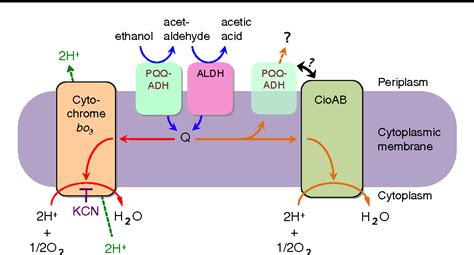 dehydrogenases of acetic acid bacteria