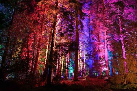 delamere forest lights 2023