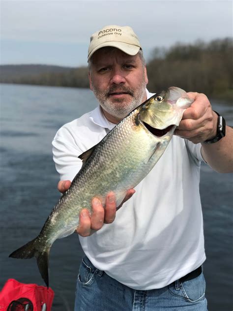 delaware river shad fishing report