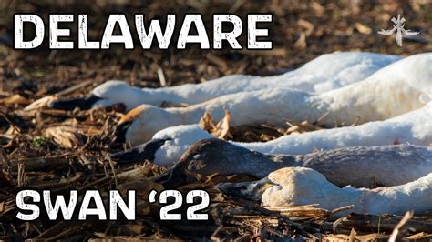 delaware swan permit