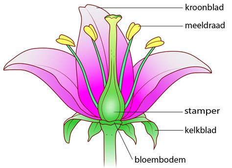 delen van de bloem