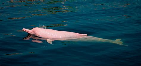 Rare Delfin Rosado Secrets Unveiled!