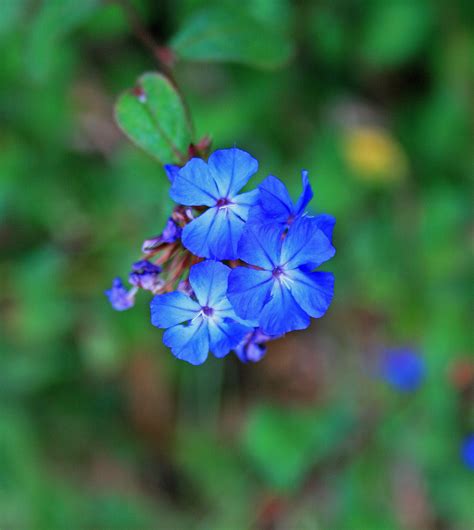 Delicate Blue Flowers
