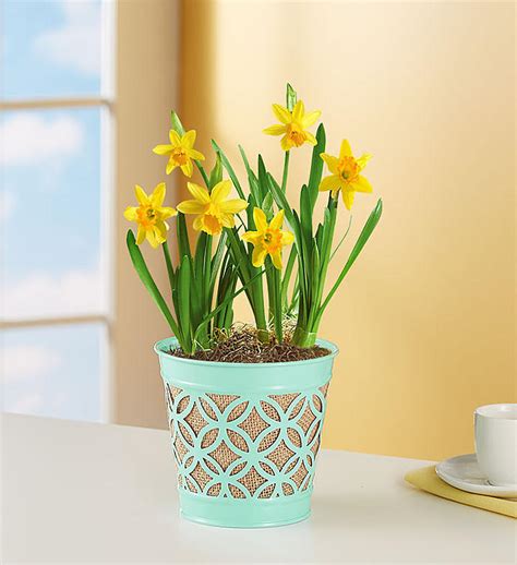 Delivery Of Daffodils