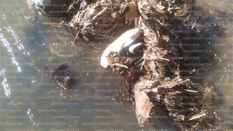 delphi crime scene documents pdf