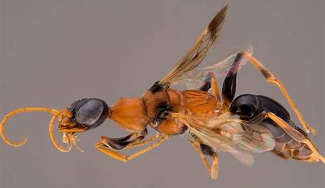 The Dementor Wasp Critter Science