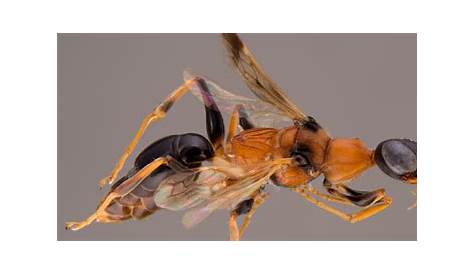 The Dementor Wasp Critter Science