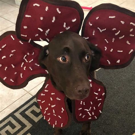 Etsy "Stranger Things" Dog Costume Apartment Therapy