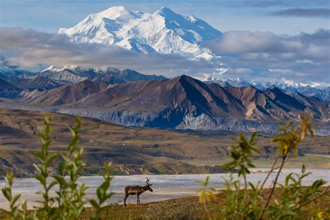 denali tours from anchorage