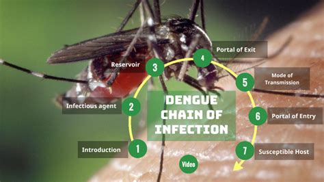dengue chain of infection