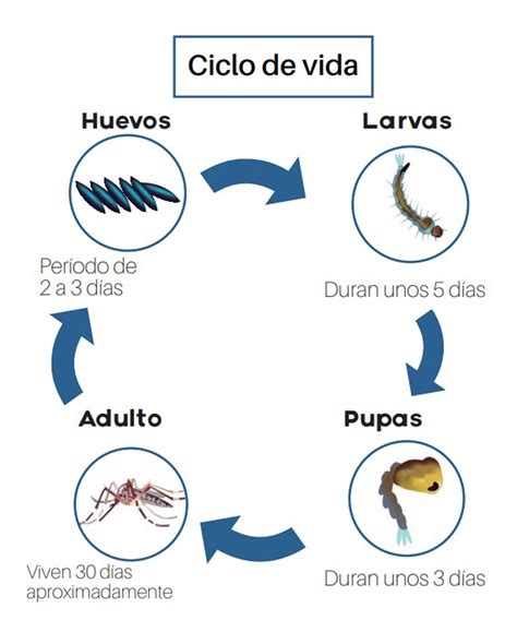 dengue ciclo de vida