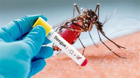 dengue disease