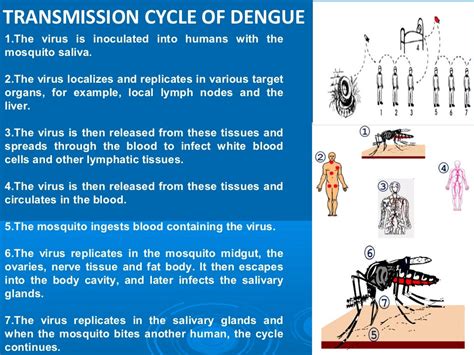 dengue disease ppt