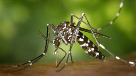 dengue fever in bangalore