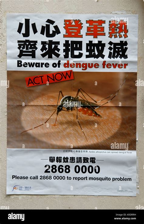 dengue fever in chinese
